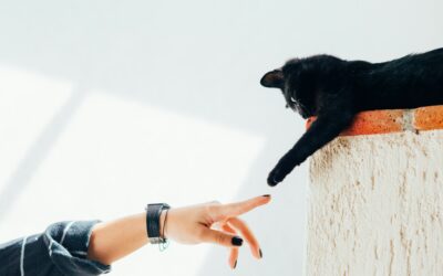 How to Cope with Pet Loss: Science, Sentience, and Sorrow